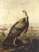 the american wild turkey cock John James Audubon